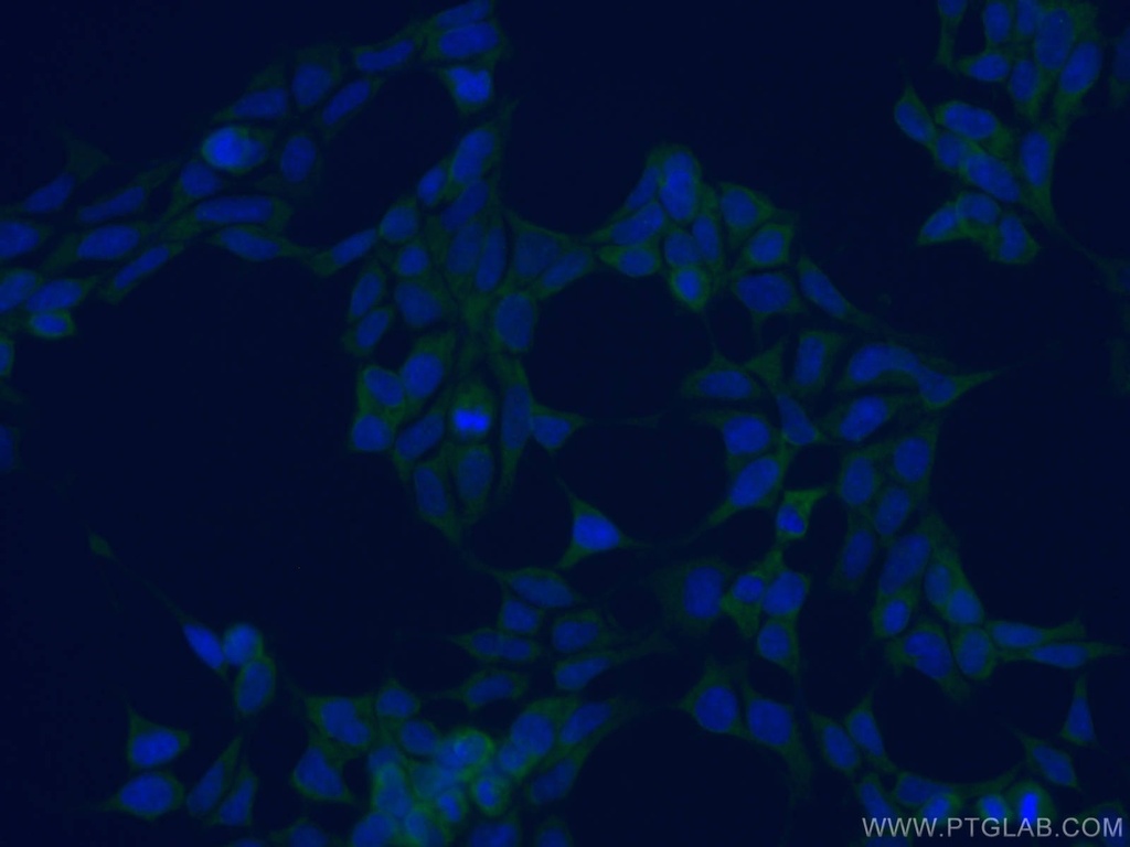 CoraLite®488-conjugated PDIA3 Monoclonal antibody