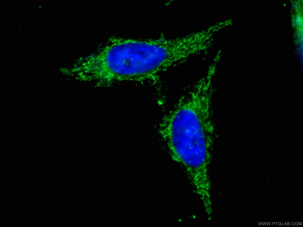 CoraLite®488-conjugated Prohibitin 2 Monoclonal antibody