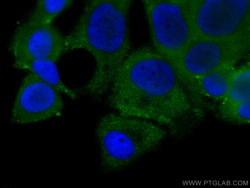 CoraLite®488-conjugated GDI1 Monoclonal antibody