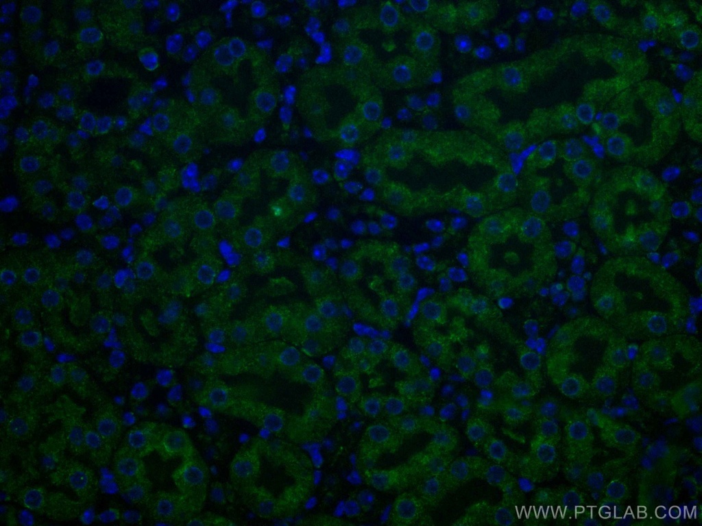 CoraLite®488-conjugated Caspase 3/p17/p19 Monoclonal antibody