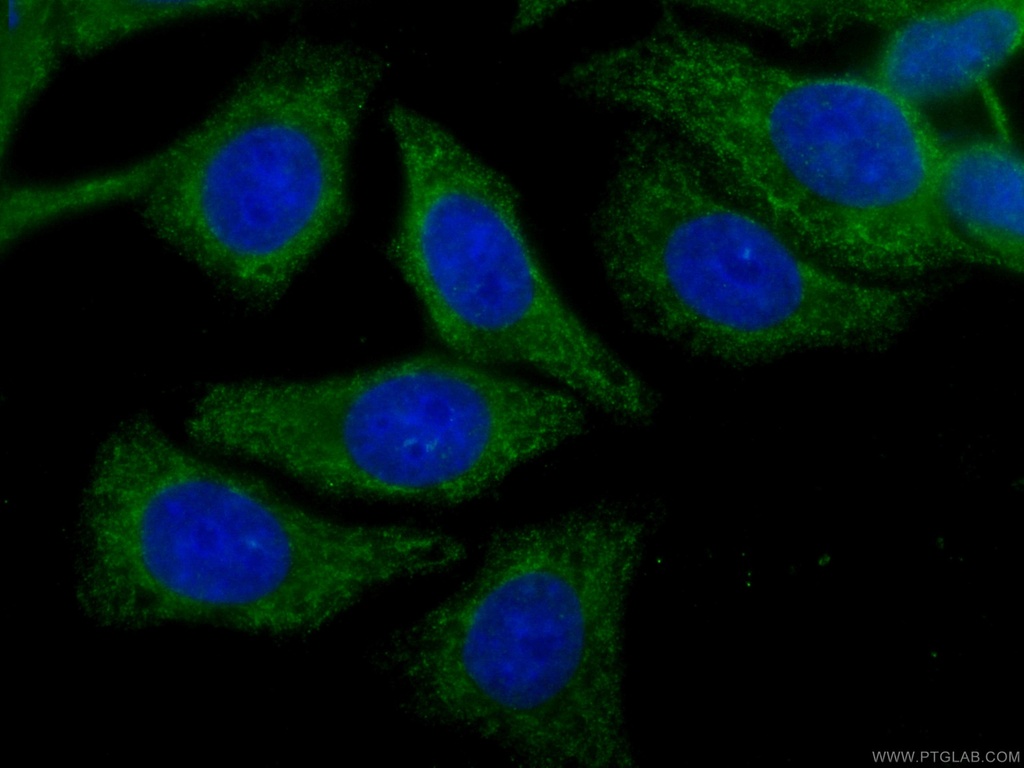 CoraLite®488-conjugated CLTC Monoclonal antibody