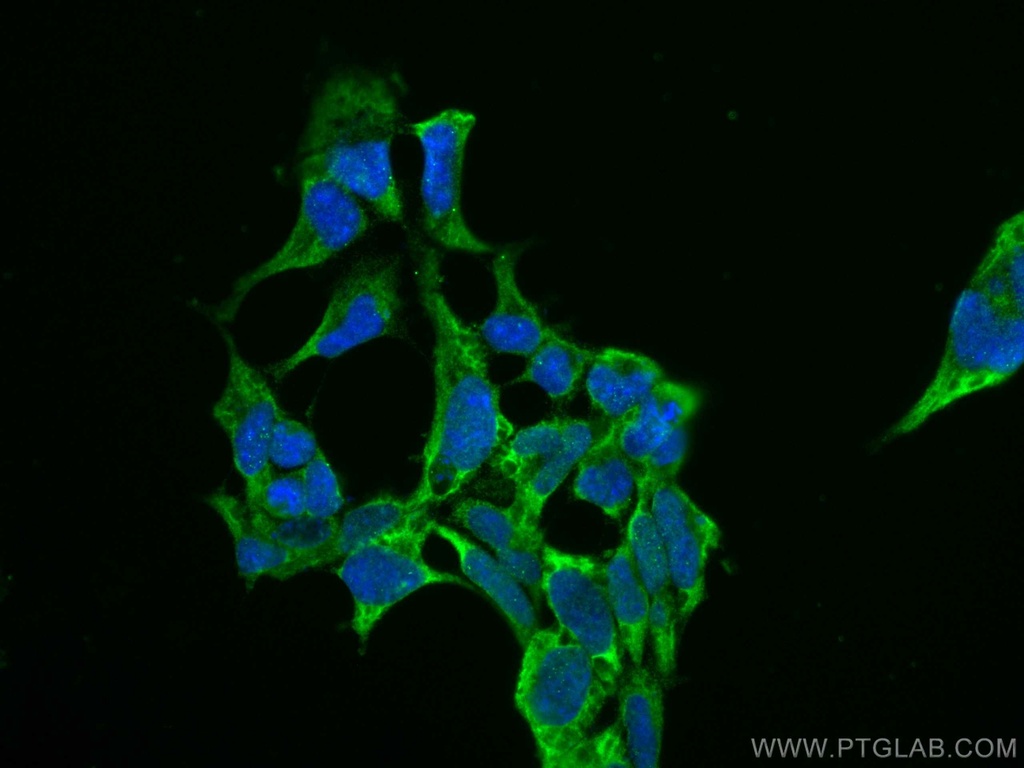 CoraLite®488-conjugated AP5Z1/SPG48 Monoclonal antibody