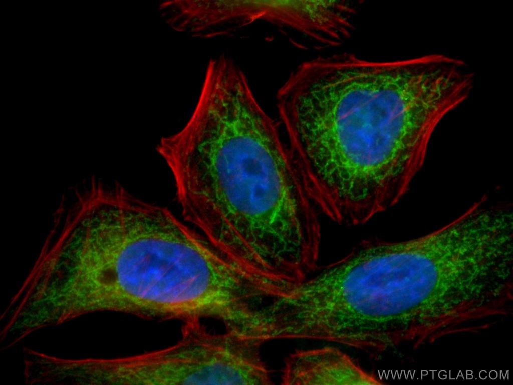 CoraLite®488-conjugated TOMM22 Monoclonal antibody