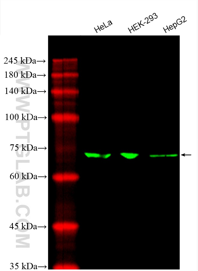 CoraLite®488-conjugated SLC9A9 Monoclonal antibody