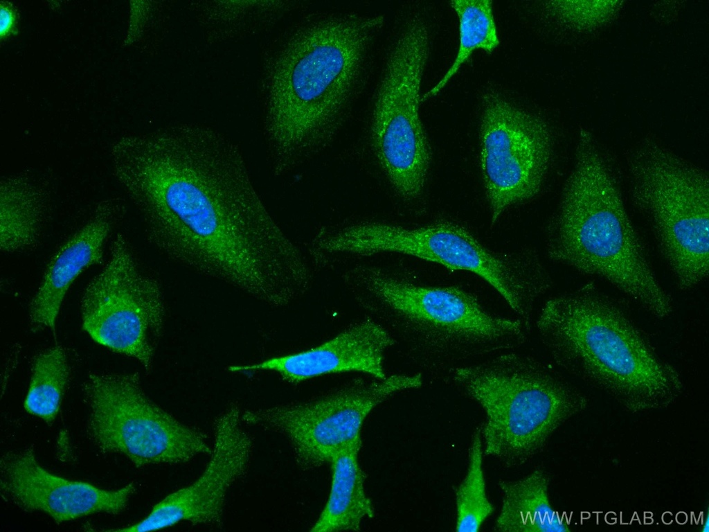 CoraLite®488-conjugated CHST4 Monoclonal antibody