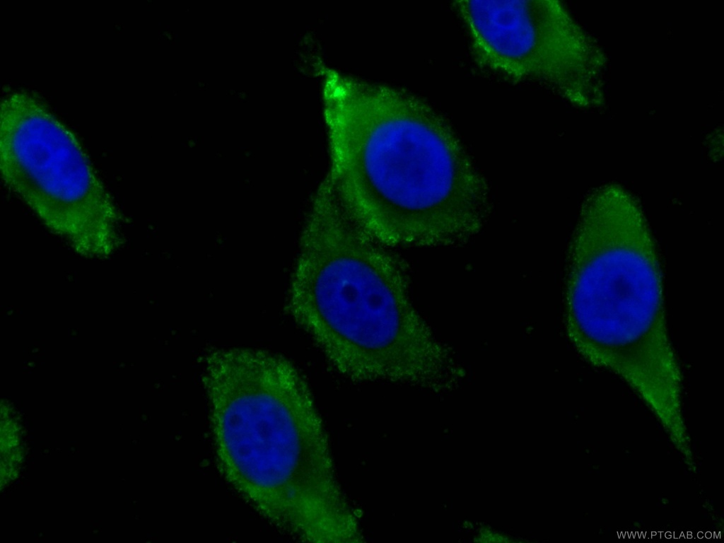 CoraLite®488-conjugated GSTA1 Monoclonal antibody