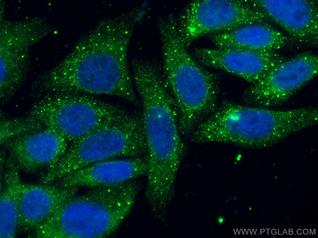 CoraLite®488-conjugated cIAP1 Monoclonal antibody