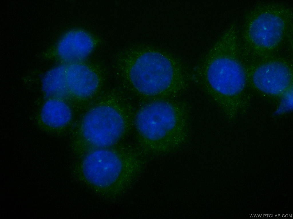 CoraLite®488-conjugated NRBP2 Monoclonal antibody