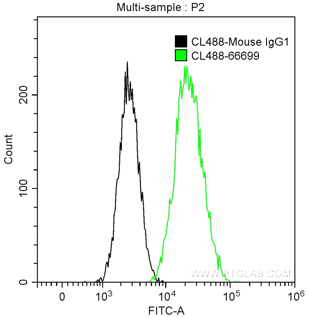 CoraLite®488-conjugated ACE2 Monoclonal antibody