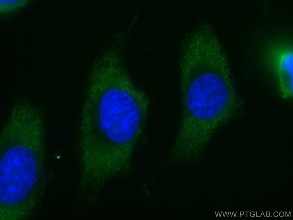 CoraLite®488-conjugated MTAP Monoclonal antibody