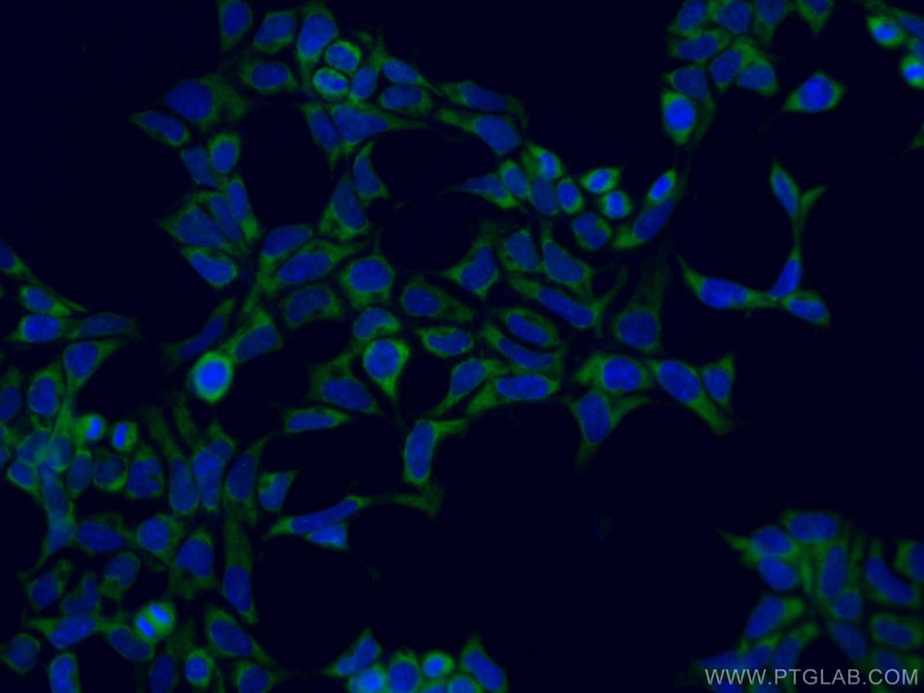 CoraLite®488-conjugated ATG13 Monoclonal antibody