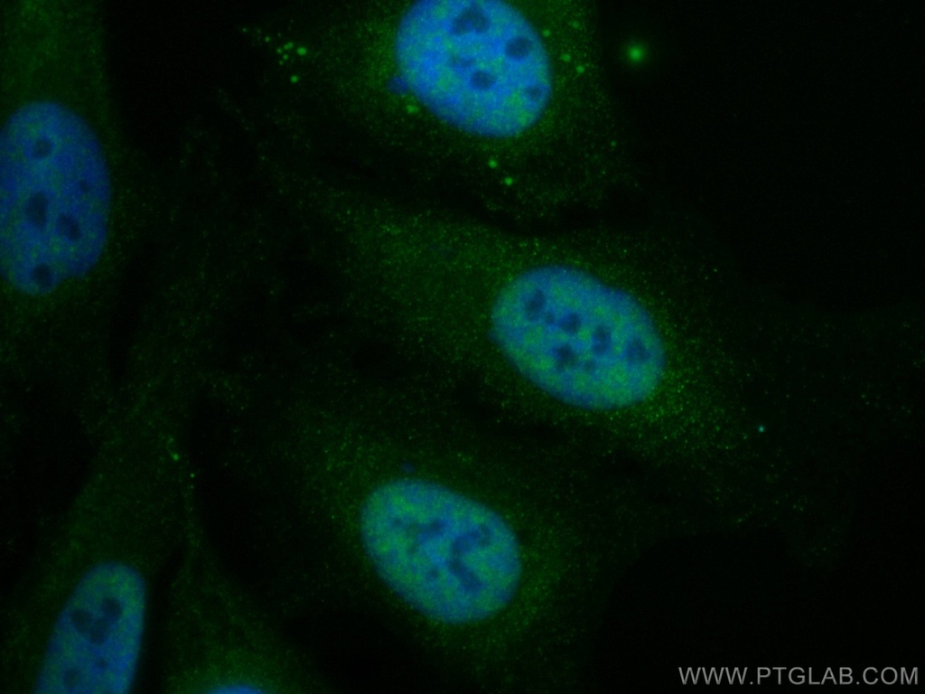 CoraLite®488-conjugated STK11/LKB1 Monoclonal antibody