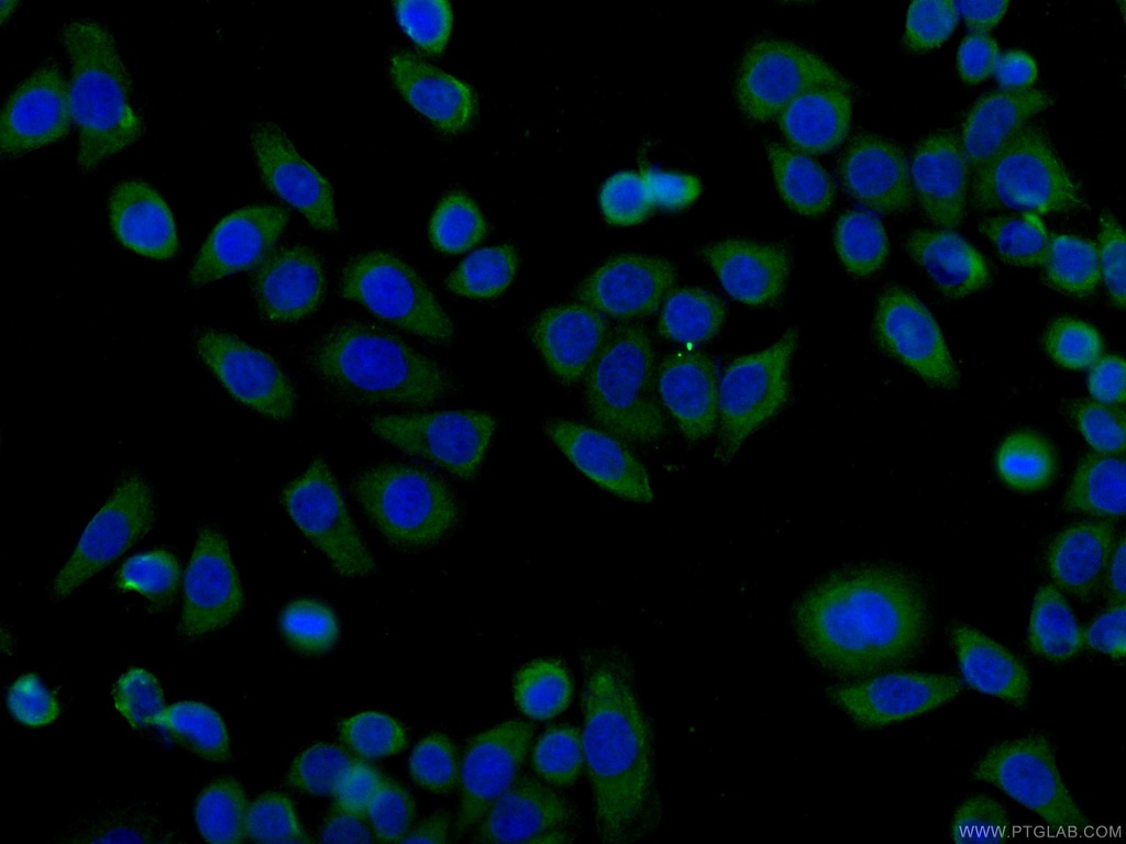 CoraLite®488-conjugated HSPH1 Monoclonal antibody