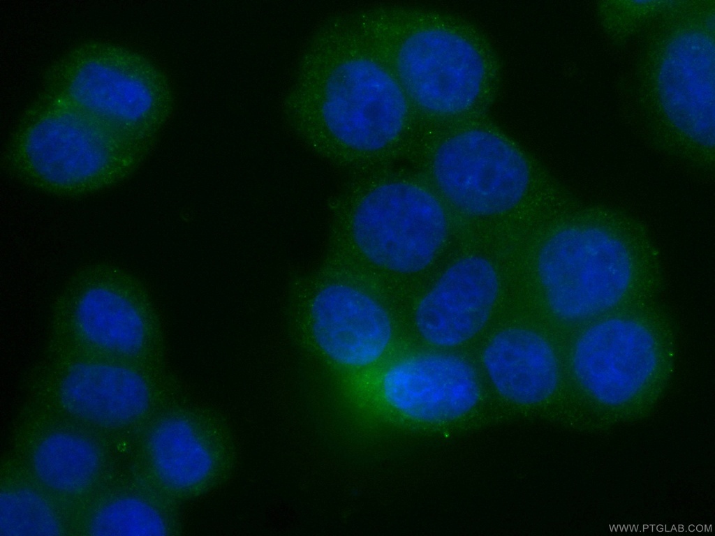 CoraLite®488-conjugated RHOA Monoclonal antibody