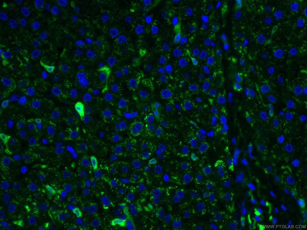 CoraLite®488-conjugated HO-1/HMOX1 Monoclonal antibody