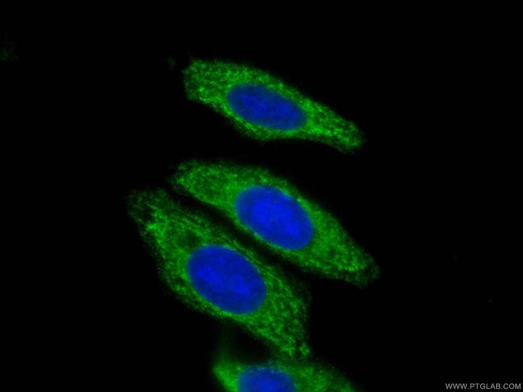 CoraLite®488-conjugated Syntaxin 16 Monoclonal antibody