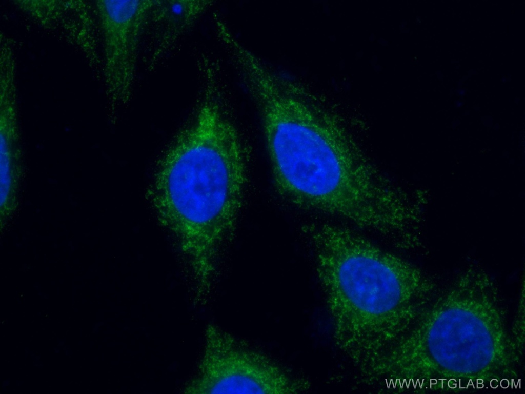 CoraLite®488-conjugated MFN1 Monoclonal antibody