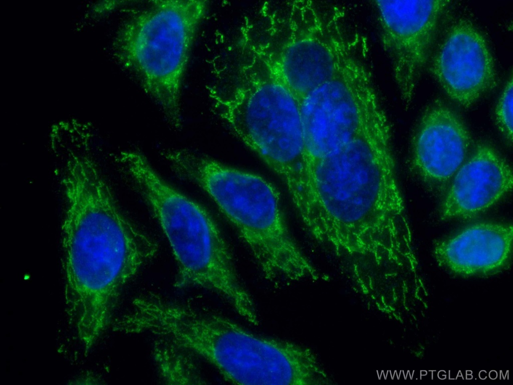 CoraLite®488-conjugated LACTB Monoclonal antibody
