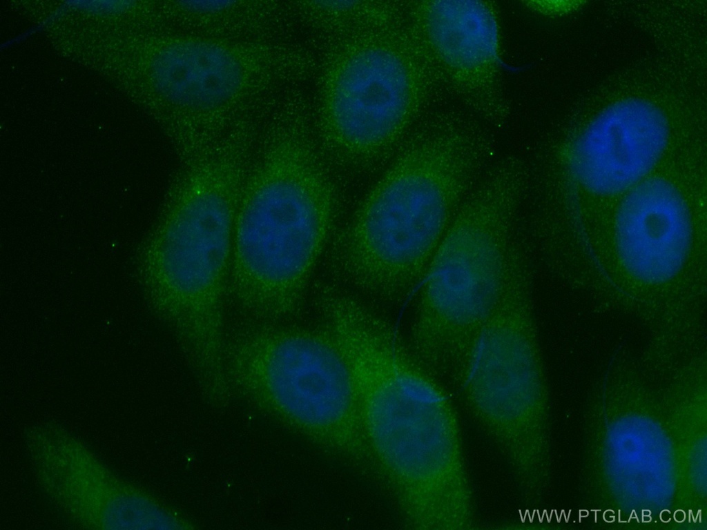 CoraLite®488-conjugated APOE Monoclonal antibody