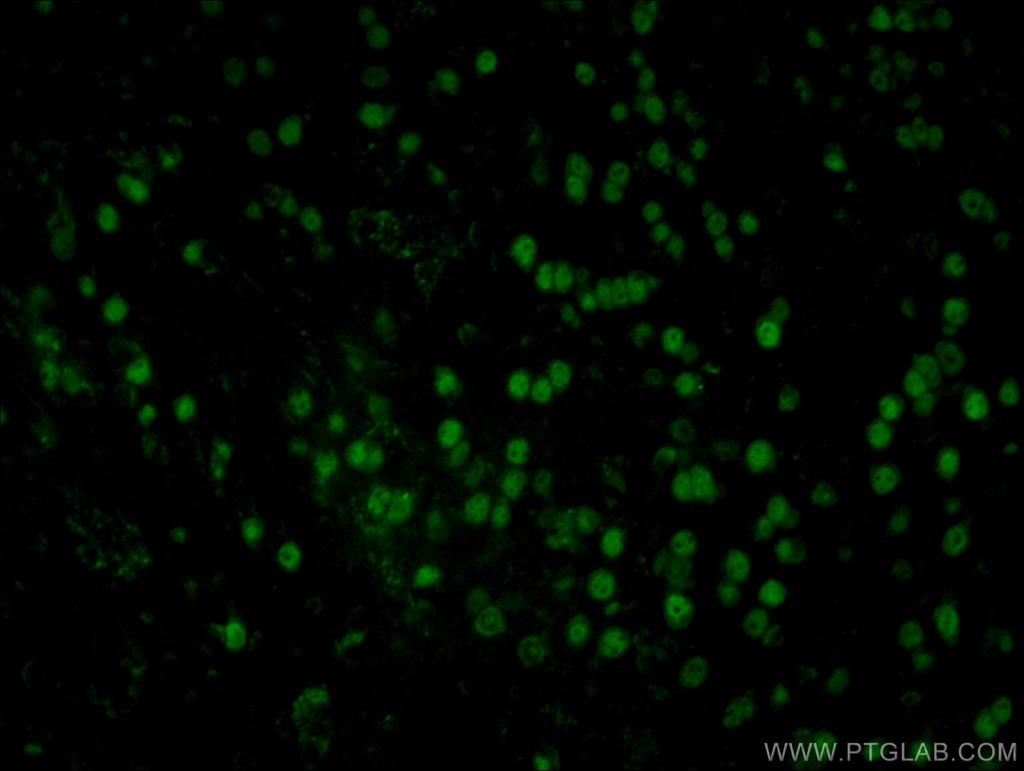 CoraLite®488-conjugated NeuN Monoclonal antibody