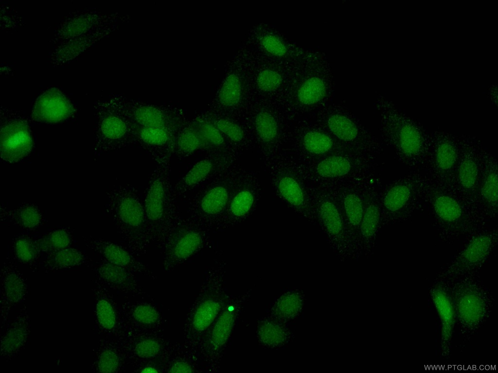 CoraLite®488-conjugated ASF1A Monoclonal antibody