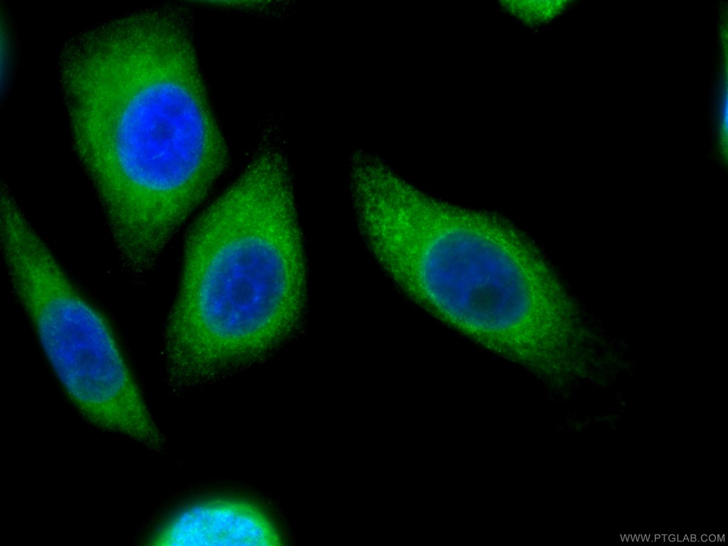 CoraLite®488-conjugated Calnexin Monoclonal antibody