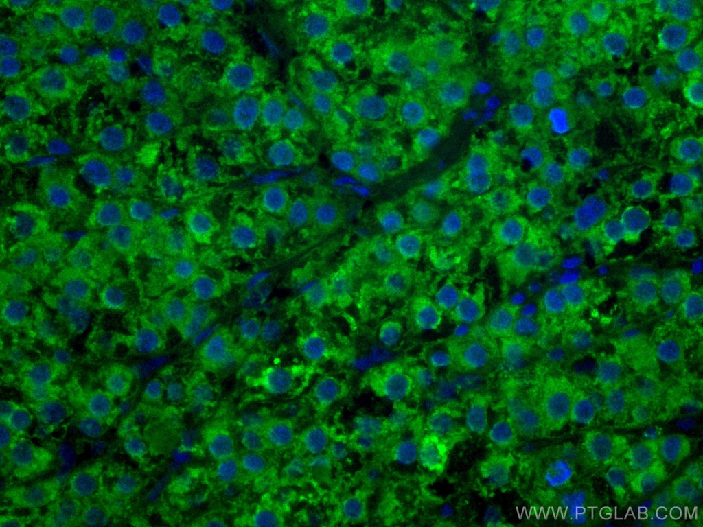 CoraLite®488-conjugated ADK Monoclonal antibody
