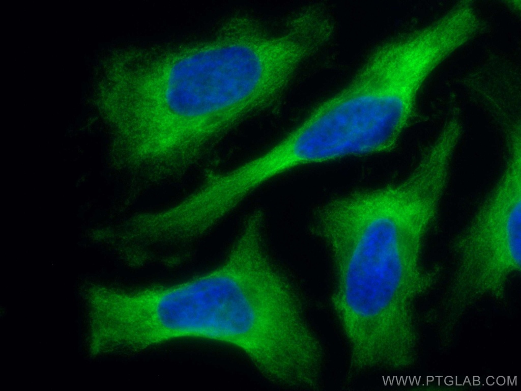CoraLite®488-conjugated RACK1; GNB2L1 Monoclonal antibody