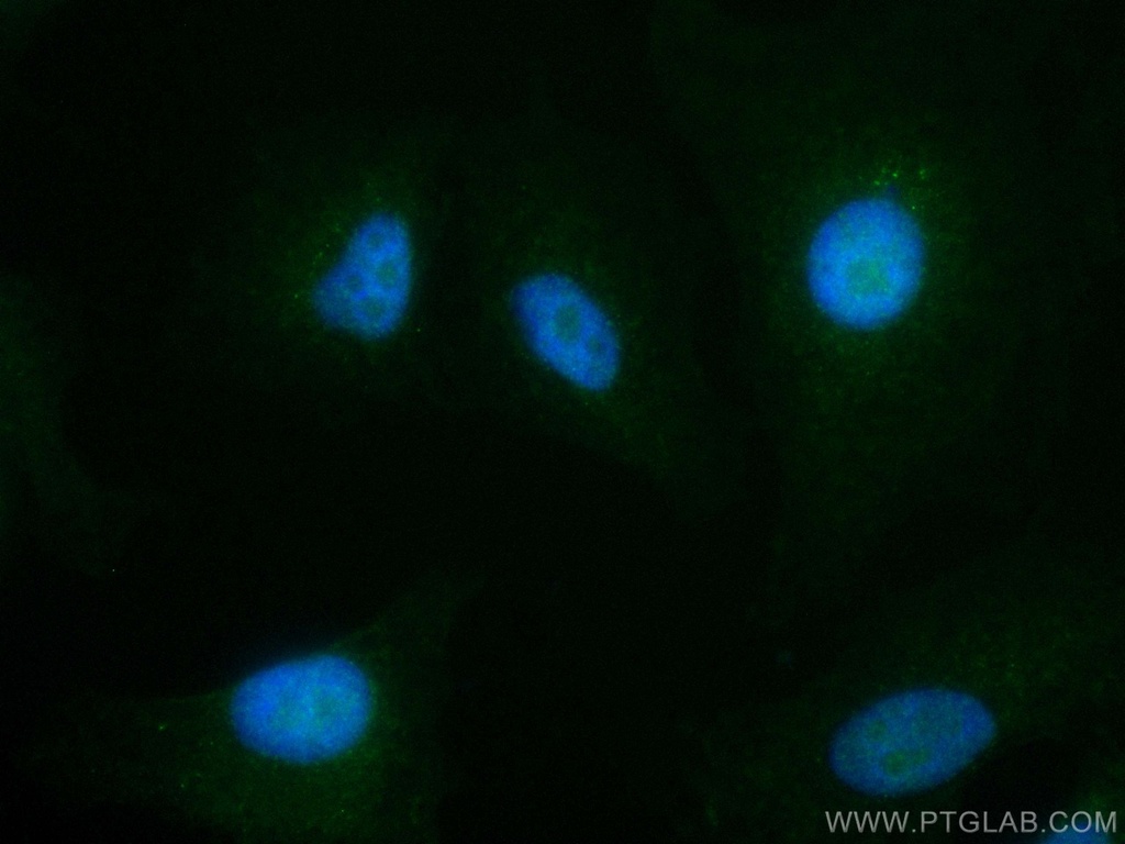 CoraLite®488-conjugated RDM1 Monoclonal antibody