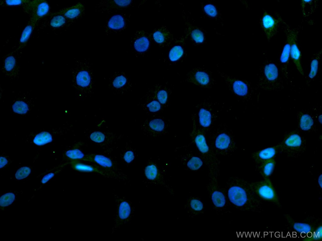 CoraLite®488-conjugated DBR1 Monoclonal antibody