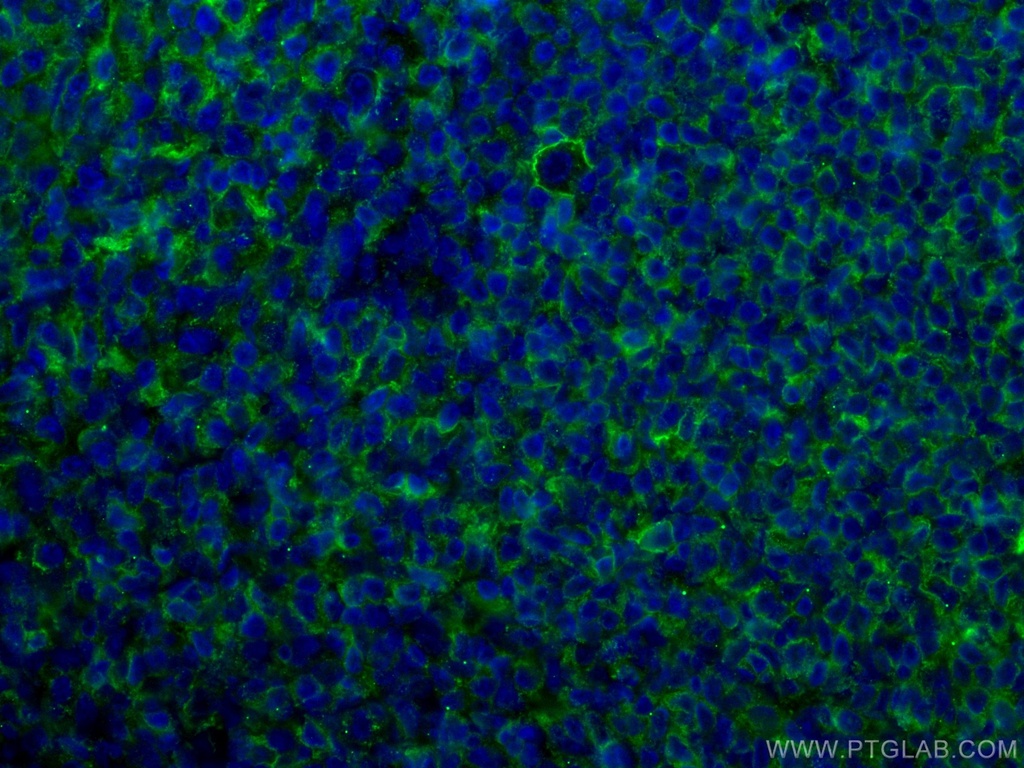 CoraLite®488-conjugated CD40 Monoclonal antibody