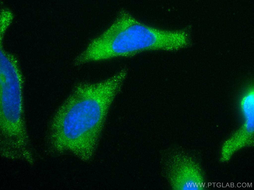 CoraLite®488-conjugated hIST1 Monoclonal antibody
