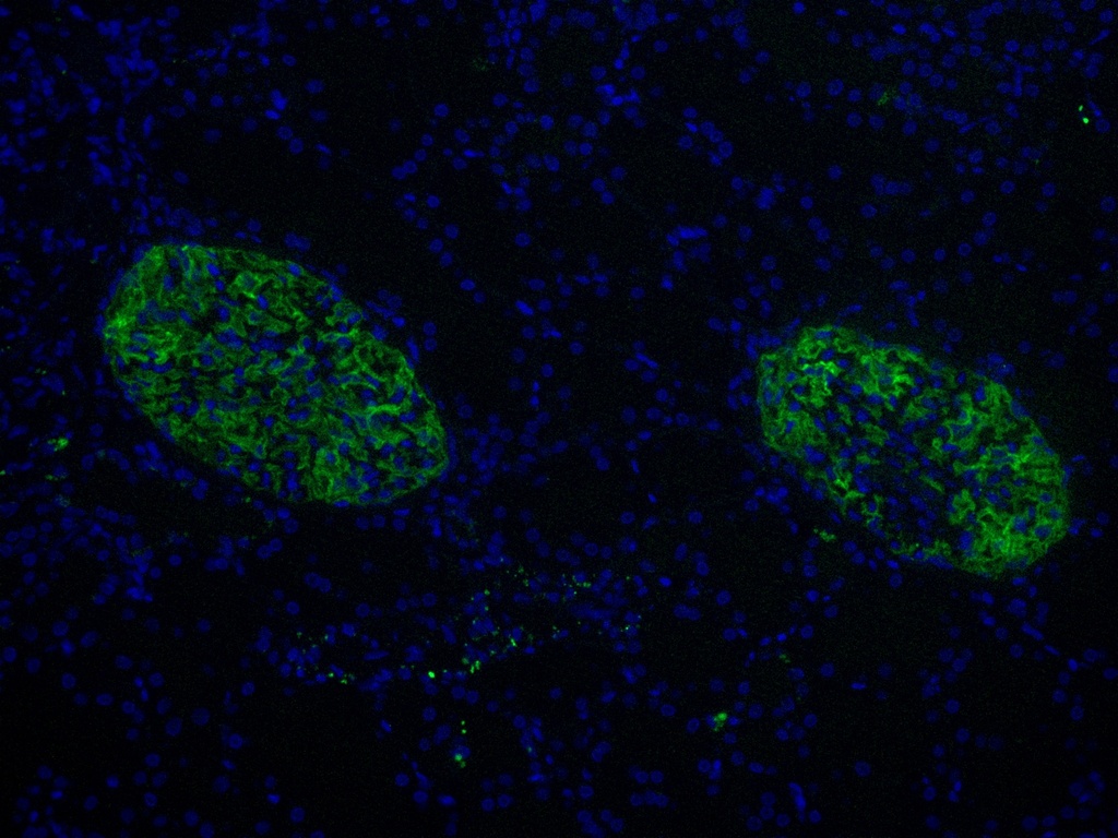 CoraLite®488-conjugated PTPRO Monoclonal antibody