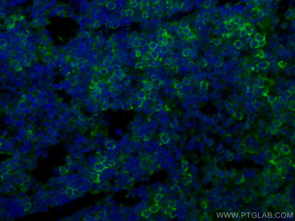 CoraLite®488-conjugated ICAM4 Monoclonal antibody