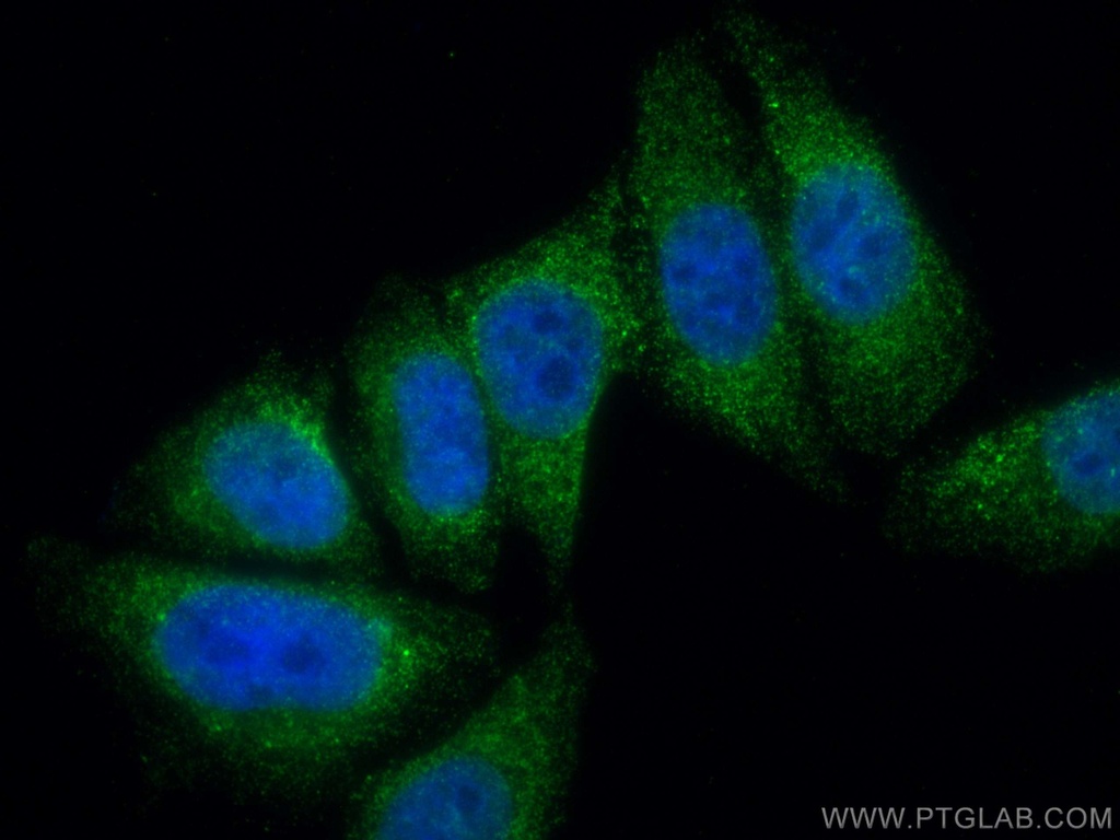 CoraLite®488-conjugated MLX Monoclonal antibody