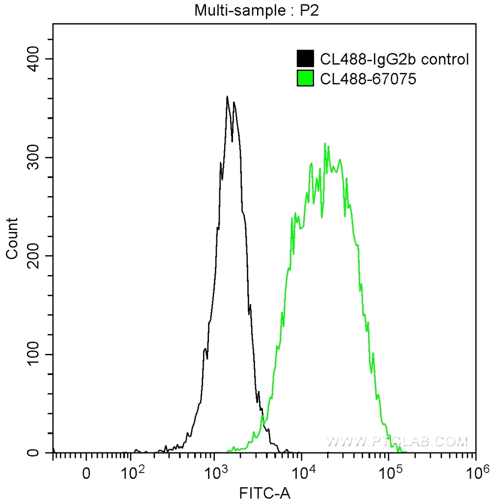 CoraLite®488-conjugated Endoglin/CD105 Monoclonal antibody