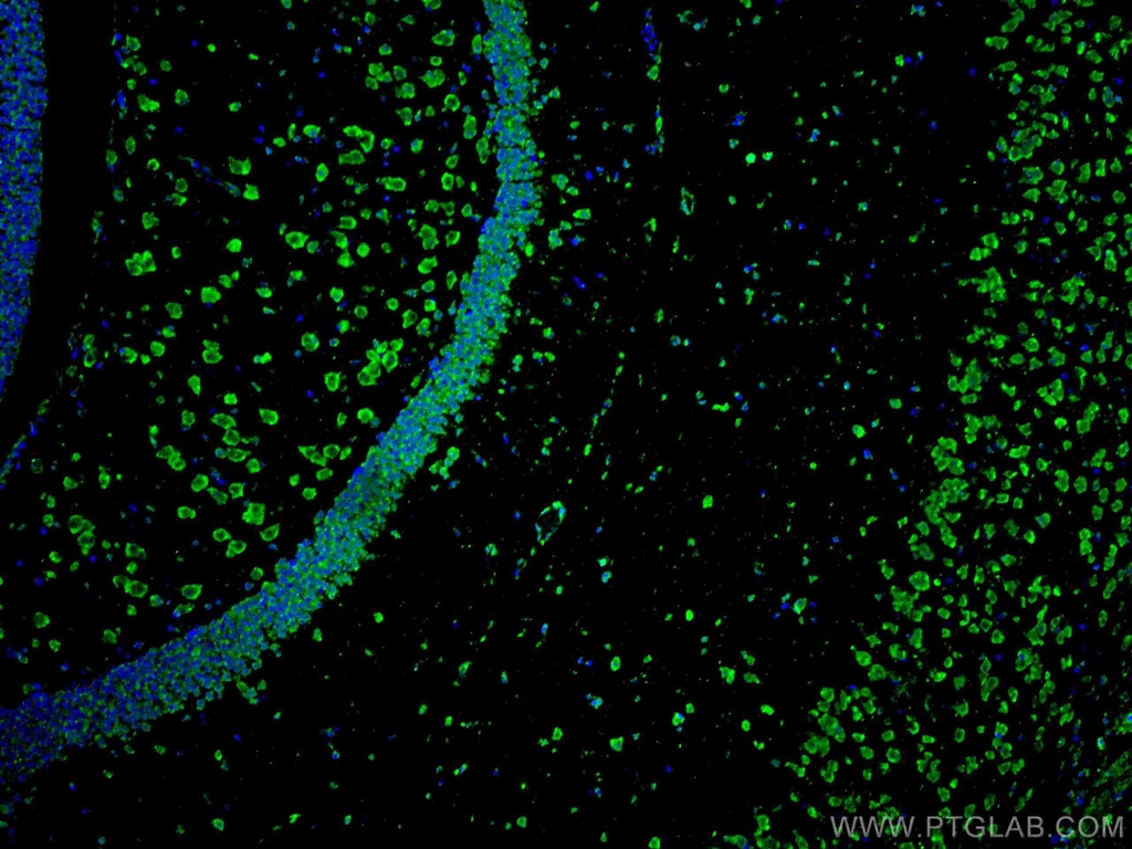 CoraLite®488-conjugated APBB1 Monoclonal antibody