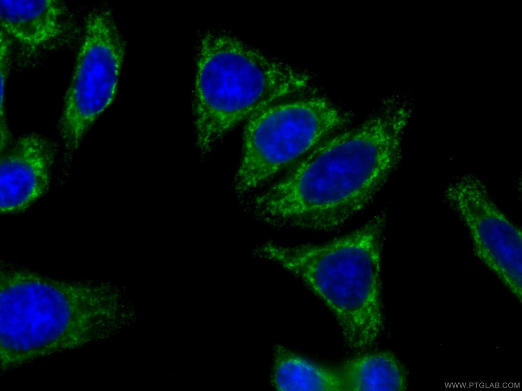 CoraLite®488-conjugated CES1 Monoclonal antibody