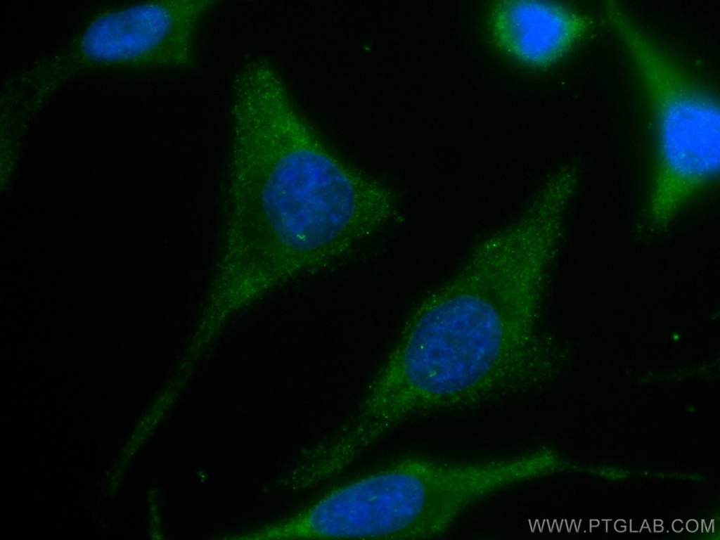 CoraLite®488-conjugated PICK1 Monoclonal antibody