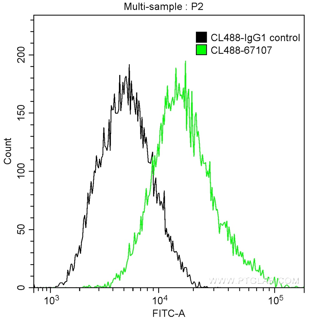 CoraLite®488-conjugated Calpastatin Monoclonal antibody