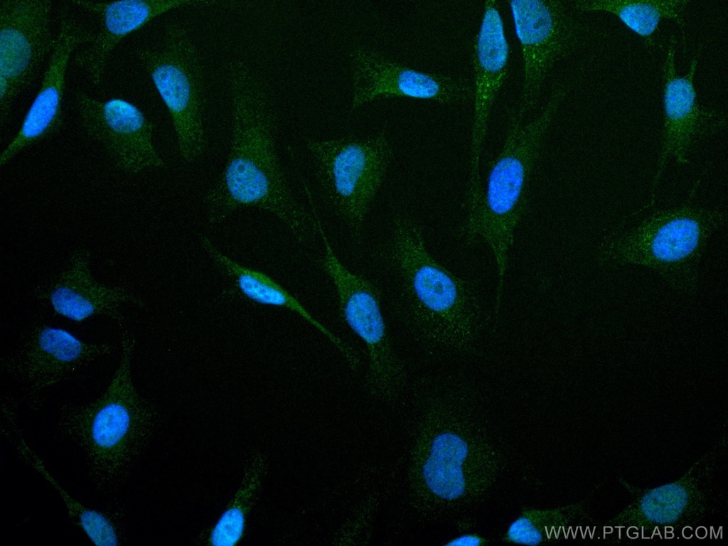 CoraLite®488-conjugated PI3 Kinase p110 Beta Monoclonal antibody