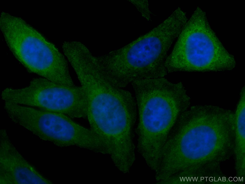 CoraLite®488-conjugated HSF1 Monoclonal antibody