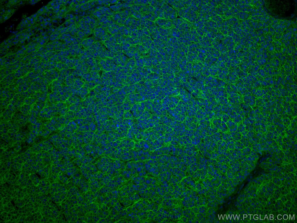 CoraLite®488-conjugated SLC31A1 Monoclonal antibody