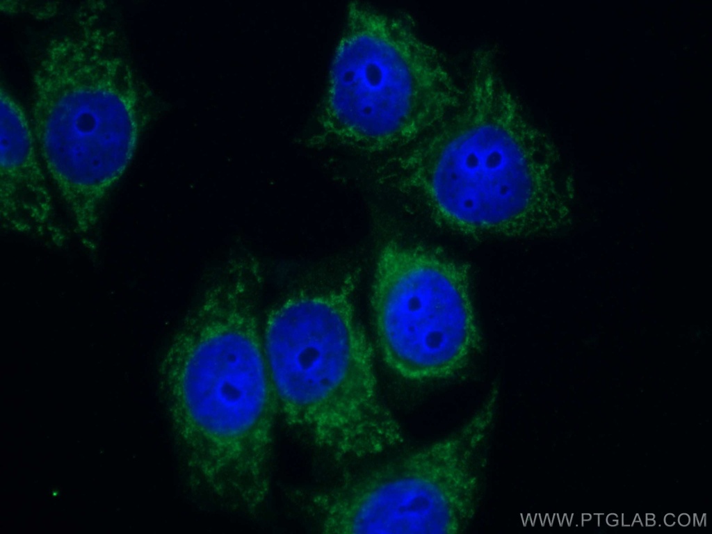 CoraLite®488-conjugated NQO1 Monoclonal antibody