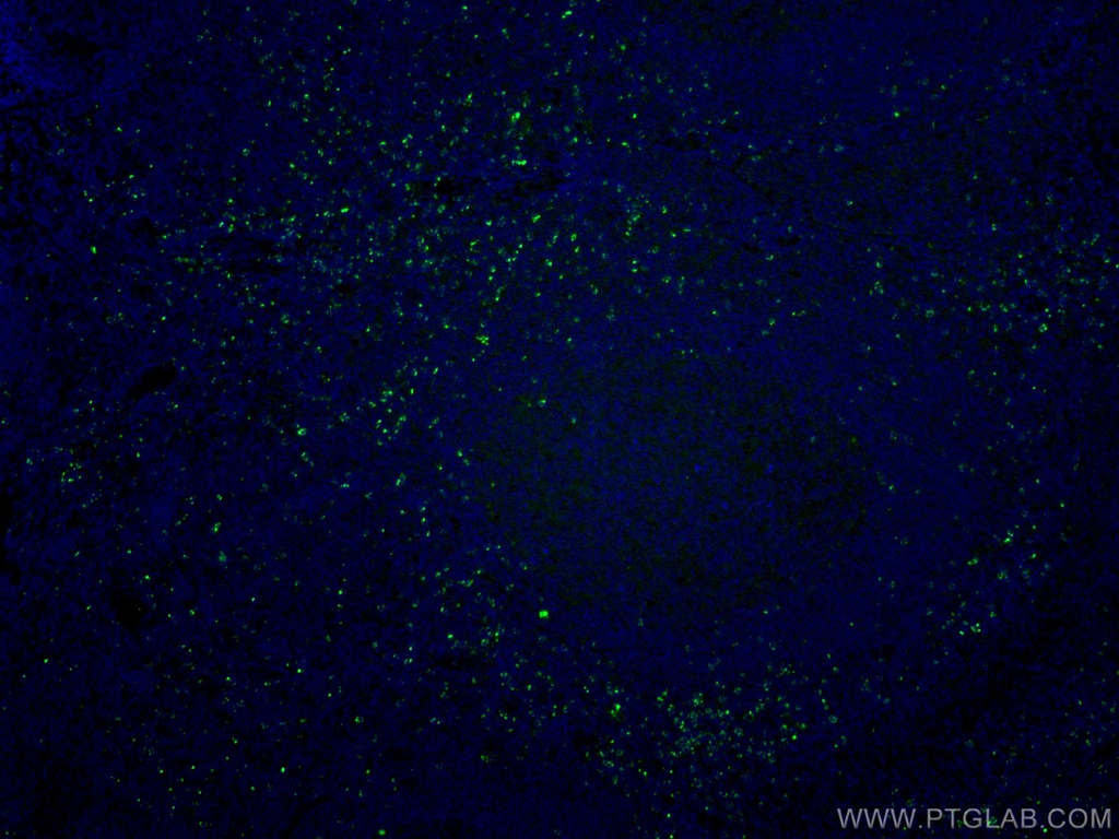 CoraLite®488-conjugated Granzyme K Monoclonal antibody