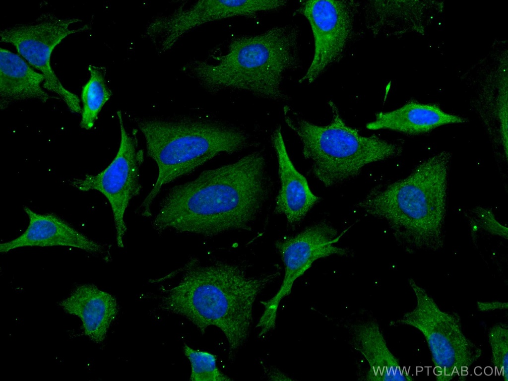 CoraLite®488-conjugated PSMD9 Monoclonal antibody