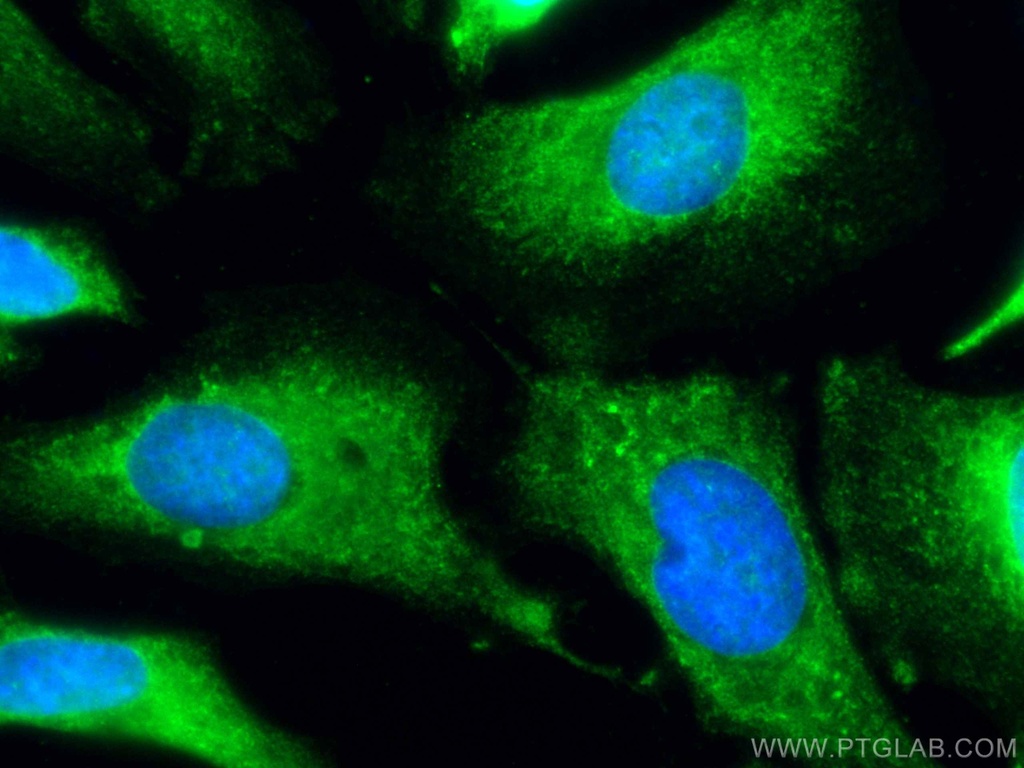 CoraLite®488-conjugated PTGS1 Monoclonal antibody
