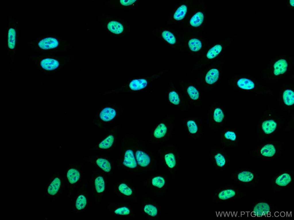 CoraLite®488-conjugated HNRNPH1 Monoclonal antibody