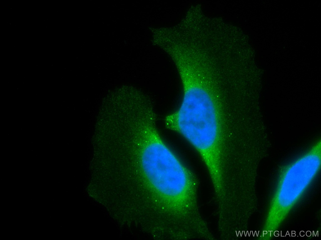 CoraLite®488-conjugated MAP2K2 Monoclonal antibody