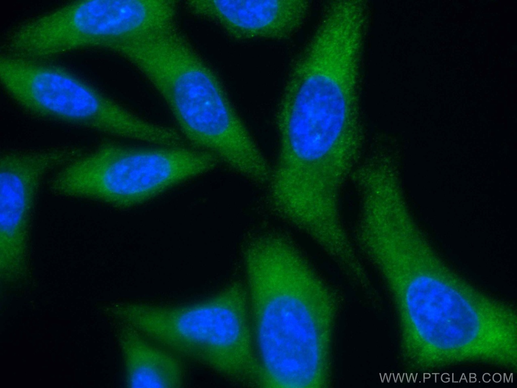 CoraLite®488-conjugated EIF4G2 Monoclonal antibody
